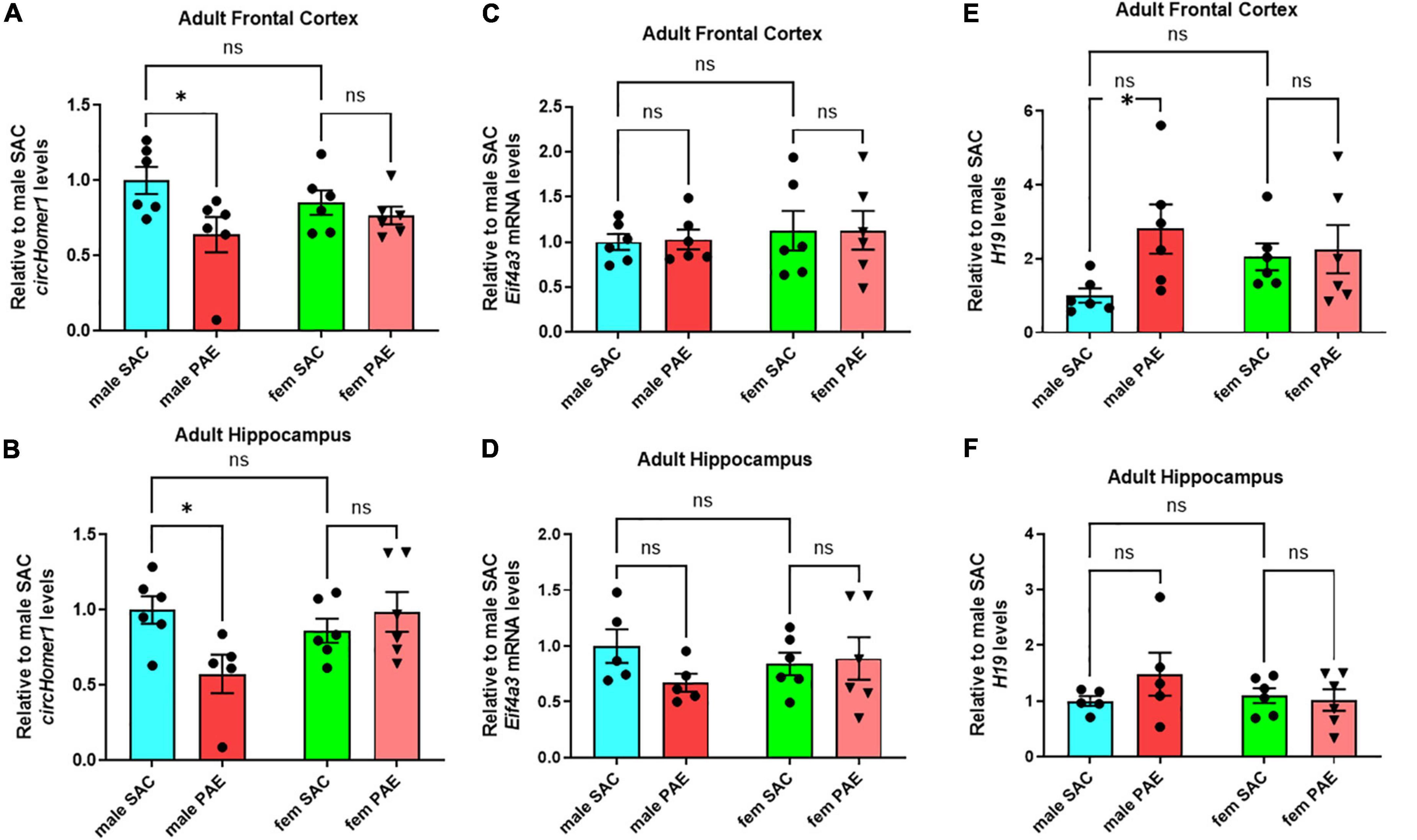 Prenatal alcohol exposure results in brain region- and sex-specific changes in circHomer1 expression in adult mouse brain